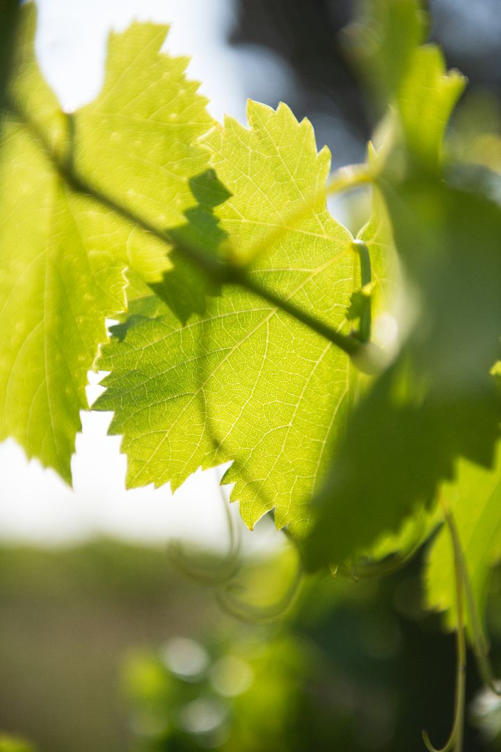 Beau Domaine by Brad Pitt & Famille Perrin