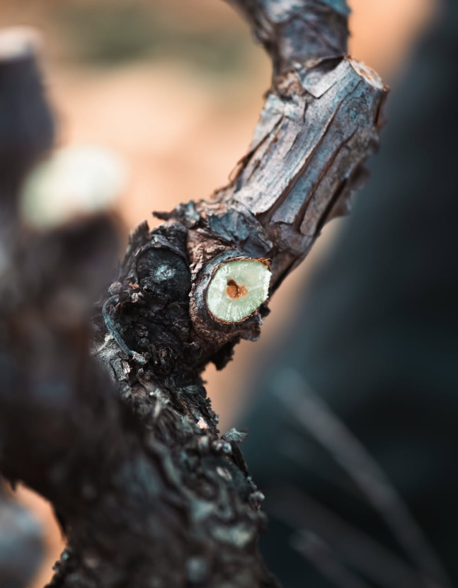 Beau Domaine by Brad Pitt & Famille Perrin