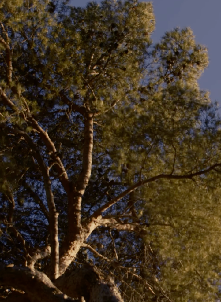 Beau Domaine by Brad Pitt & Famille Perrin