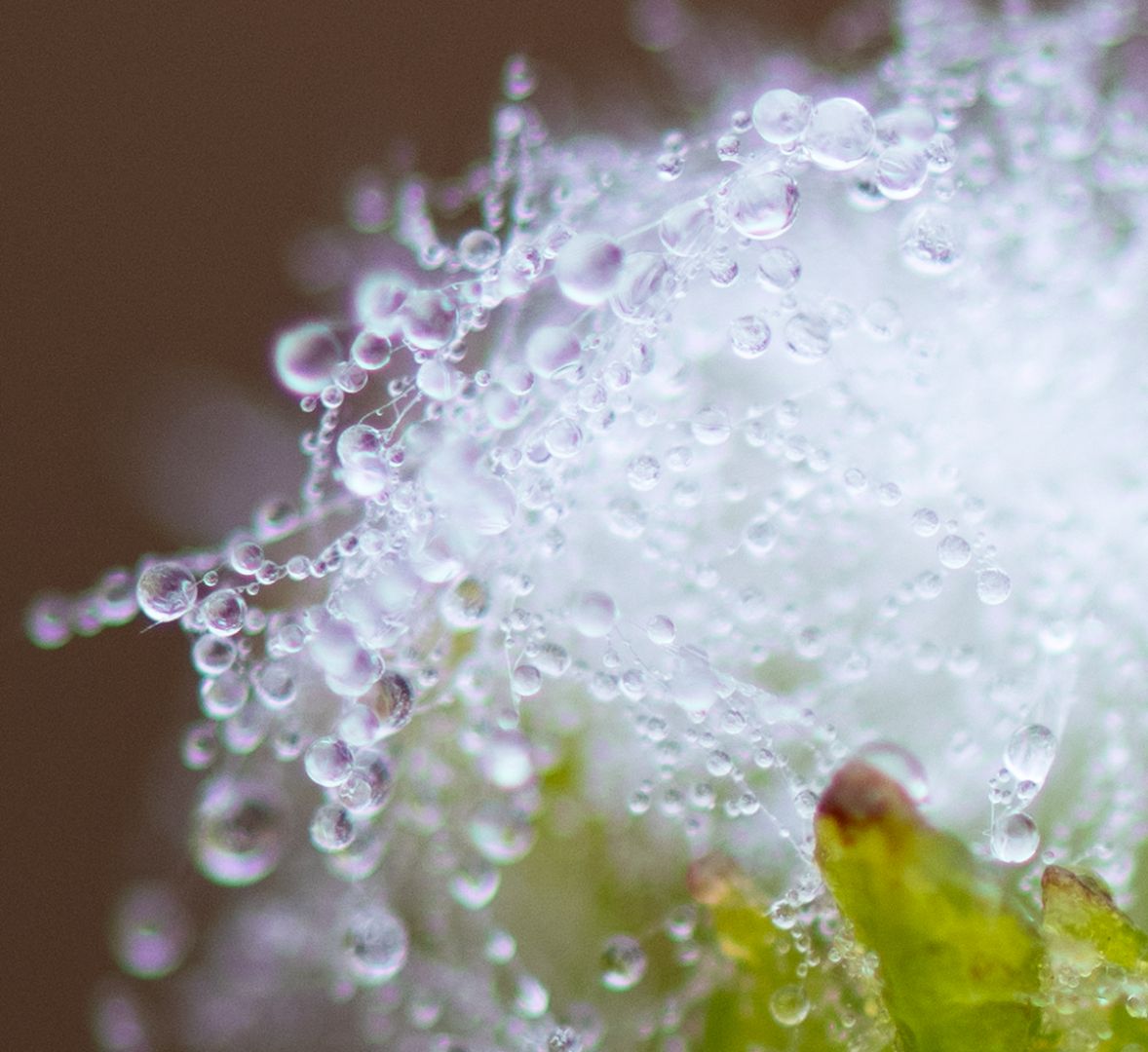 Beau Domaine by Brad Pitt & Famille Perrin