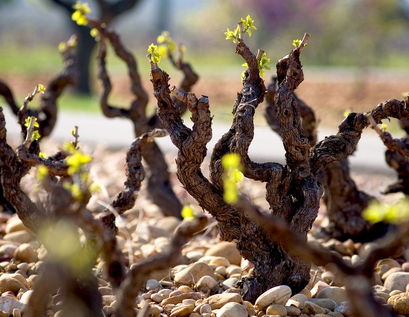 Beau Domaine by Brad Pitt & Famille Perrin