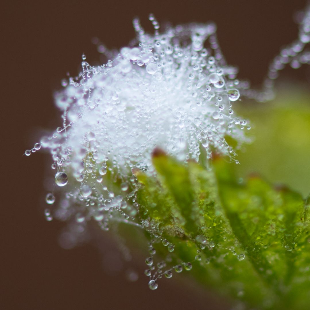 Beau Domaine by Brad Pitt & Famille Perrin