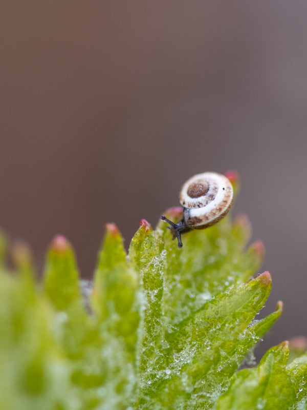 Beau Domaine by Brad Pitt & Famille Perrin