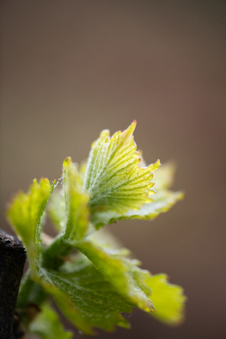 Beau Domaine by Brad Pitt & Famille Perrin