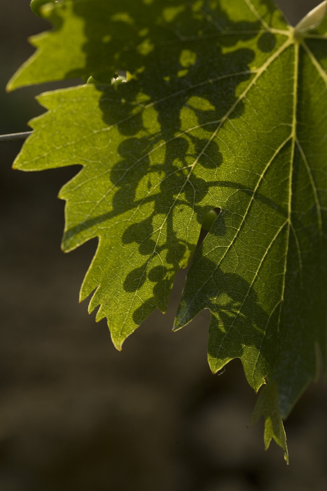 Beau Domaine by Brad Pitt & Famille Perrin